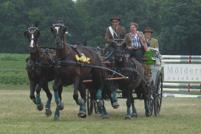 Pferde4Sp Rhein Meister Raphael Tobias